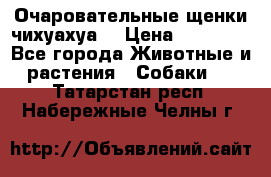 Очаровательные щенки чихуахуа  › Цена ­ 25 000 - Все города Животные и растения » Собаки   . Татарстан респ.,Набережные Челны г.